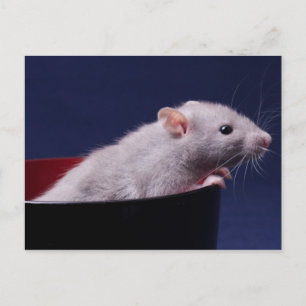 Tempy Bowl Postcard