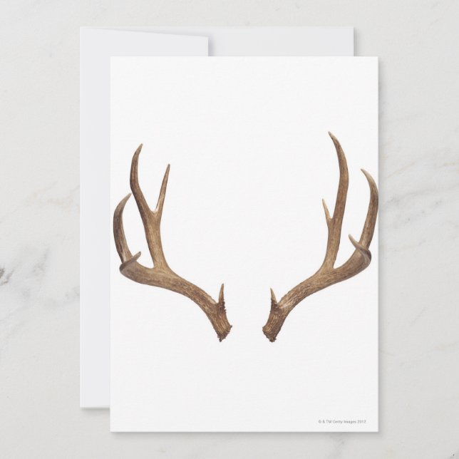 Ten Point Deer (Front)