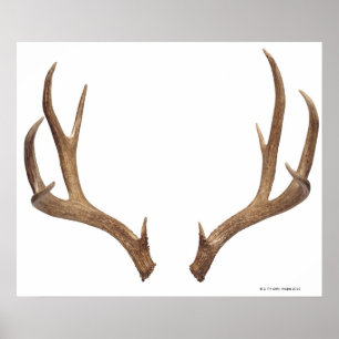 Ten Point Deer Poster