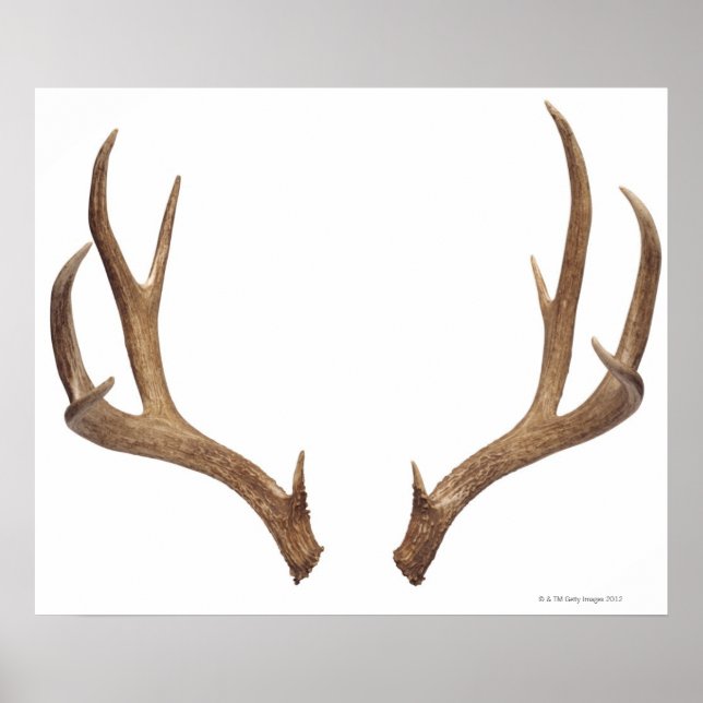 Ten Point Deer Poster (Front)