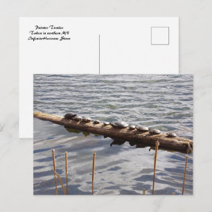 Ten Turtles Sunning on Log Postcard