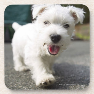 Ten week old female west highland terrier coaster