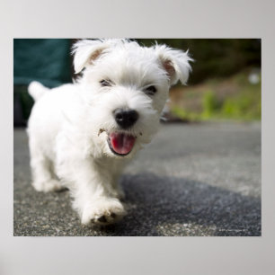 Ten week old female west highland terrier poster