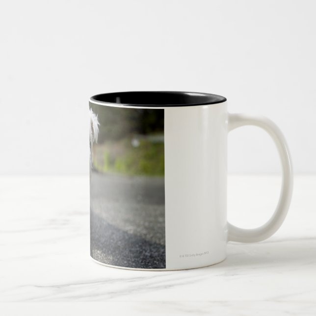 Ten week old female west highland terrier Two-Tone coffee mug (Right)