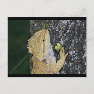 Tenchi (Bearded Dragon) Postcard