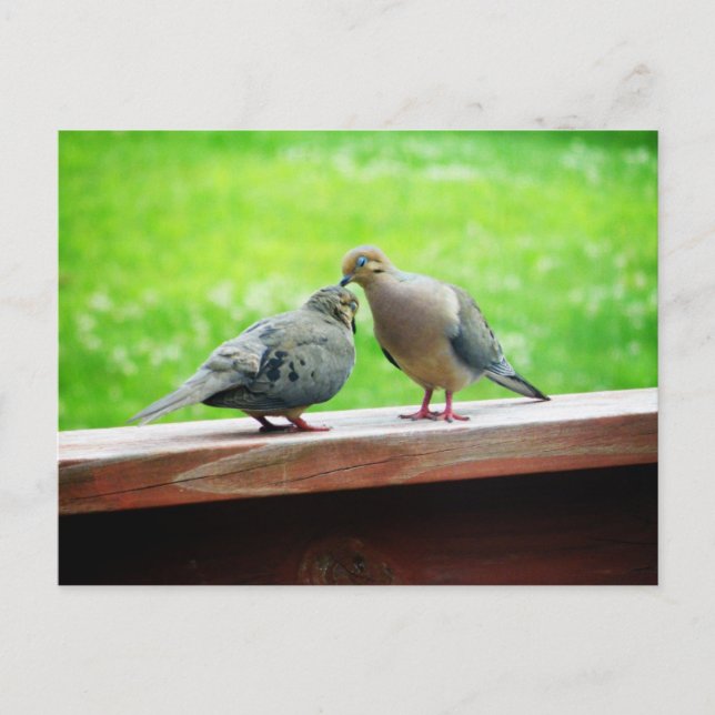 Tender Lovebirds Kiss Postcard (Front)
