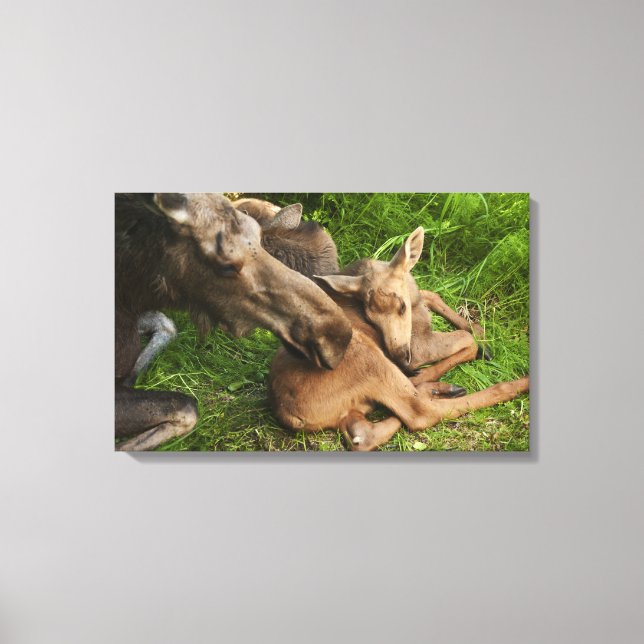 Tender Mother Moose Canvas Print (Front)