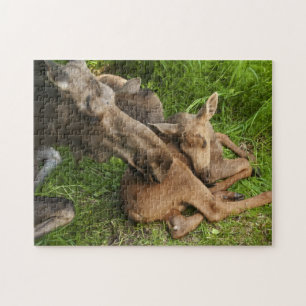 Tender Mother Moose Jigsaw Puzzle