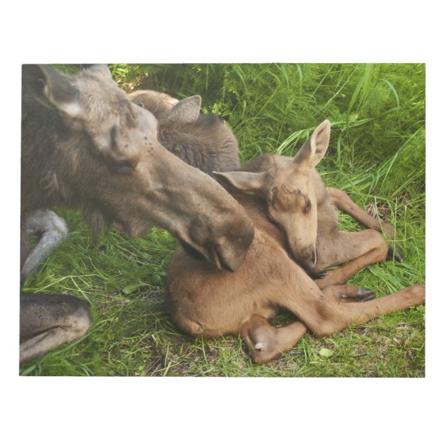 Tender Mother Moose Notepad (Front)