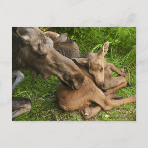 Tender Mother Moose Postcard