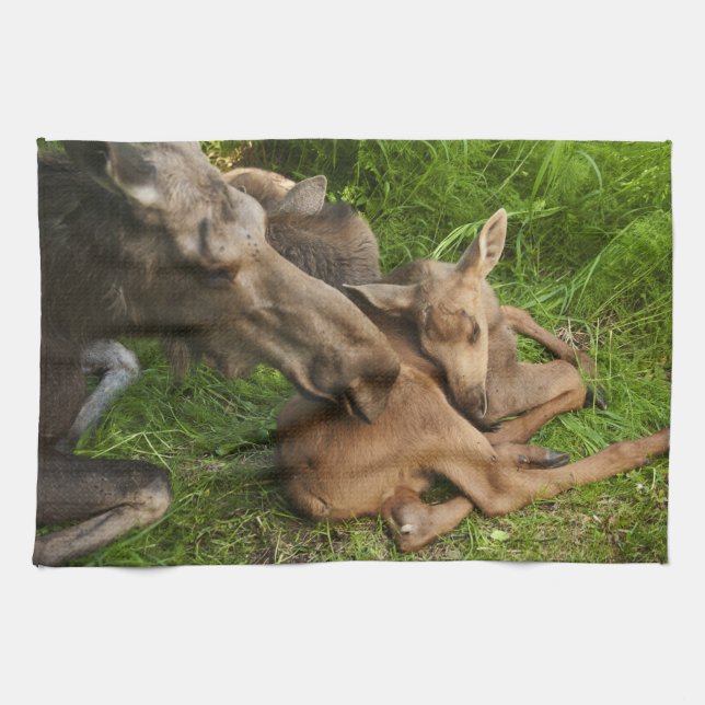Tender Mother Moose Tea Towel (Horizontal)