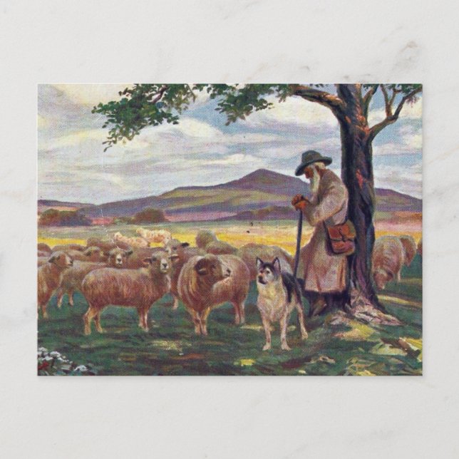 Tending the Sheep Vintage Postcard (Front)