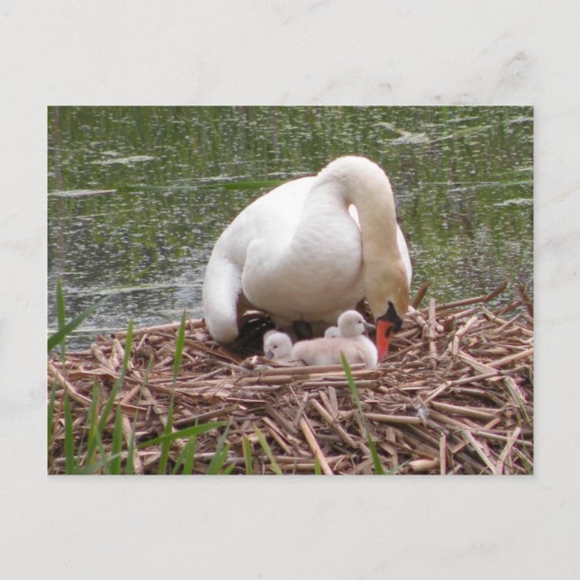 Tending to the Babies Postcard (Front)