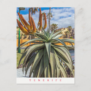 Tenerife Aloe Vera plant and flowers postcard