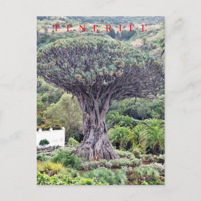 Tenerife Dragon Tree view postcard (Front)