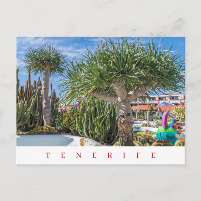 Tenerife unique trees view postcard (Front)