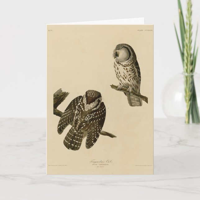 Tengmalm's (Boreal) Owl Audubon's Birds of America Card (Front)