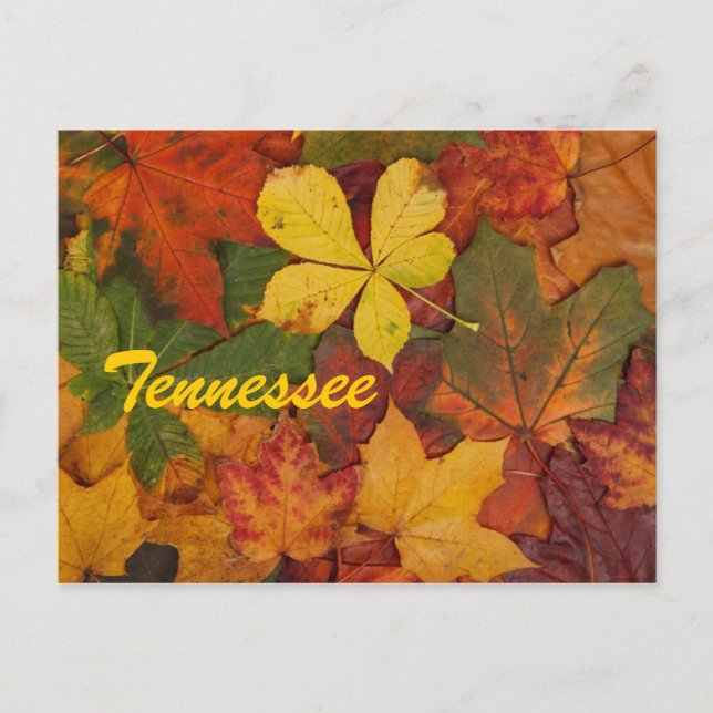 Tennessee Autumn Leaves Postcard (Front)