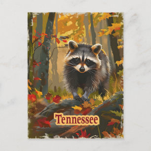 Tennessee Racoon Postcard