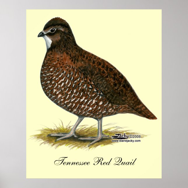 Tennessee Red Quail Poster (Front)