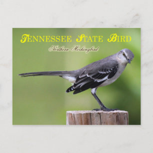 Tennessee State Bird - Northern Mockingbird Postcard