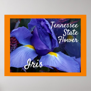 Tennessee State Flower TN Iris Poster