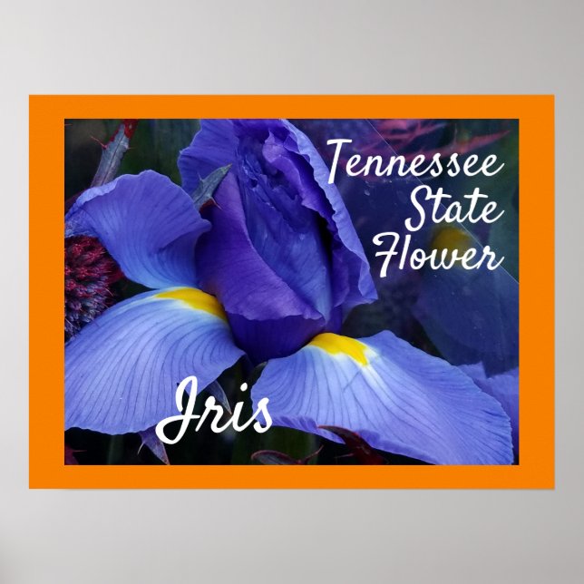 Tennessee State Flower TN Iris Poster (Front)