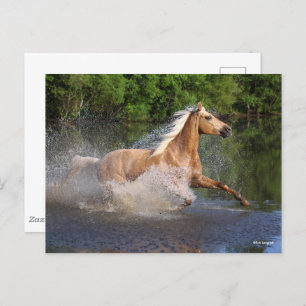 Tennessee Walker Running Through Water Postcard
