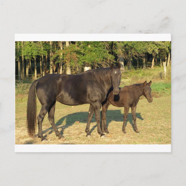 Tennessee Walking Horse Mare and Foal Postcard (Front)