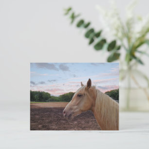 Tennessee Walking Horse Postcard