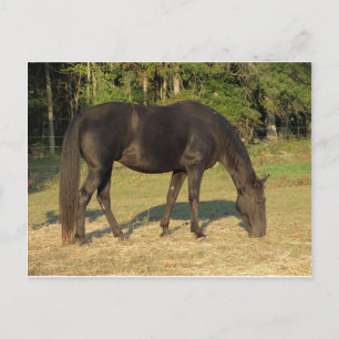 Tennessee Walking Horse Postcard