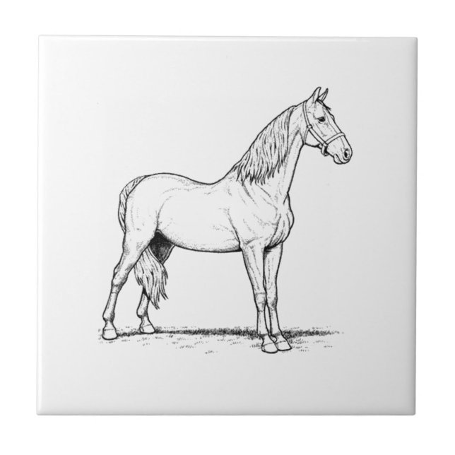 Tennessee Walking Horse - Standing Tile (Front)