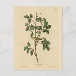 Tennessee Warbler, from Audubon's Birds of America Postcard