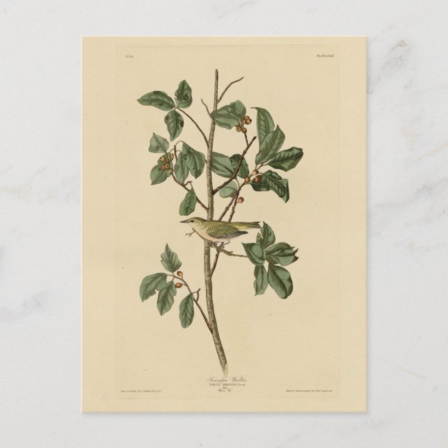 Tennessee Warbler, from Audubon's Birds of America Postcard (Front)