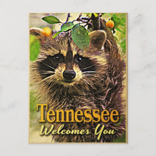 Tennessee Welcomes You Racoon Postcard