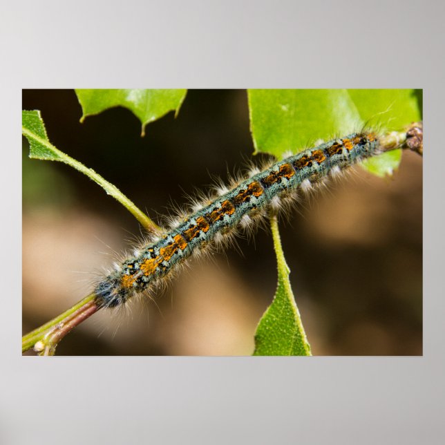 Tent Caterpillar Wall Art (Front)