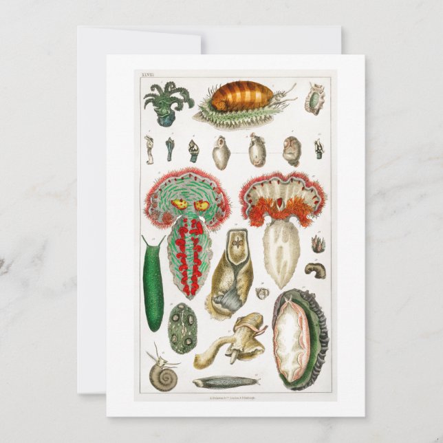 Tentacles Octopus Squidward tentacles Invitation (Front)