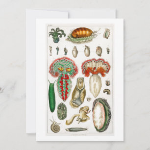 Tentacles Octopus Squidward tentacles Invitation