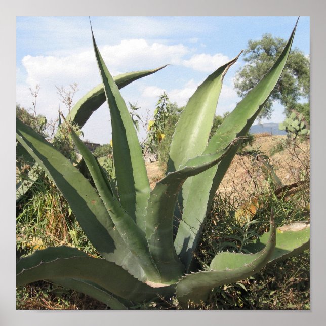 Tequila Plant Poster (Front)
