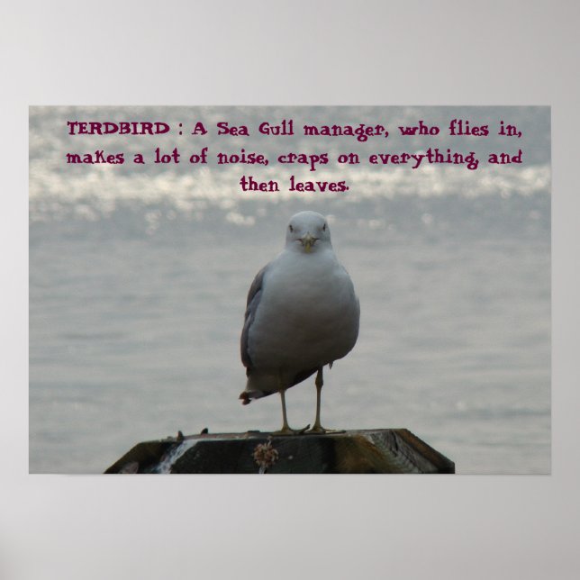 TERDBIRD : A Sea Gull manager, who fl... Poster (Front)