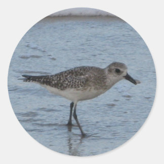 Tern Bird on the Beach Sticker