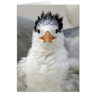 Tern Fluffy