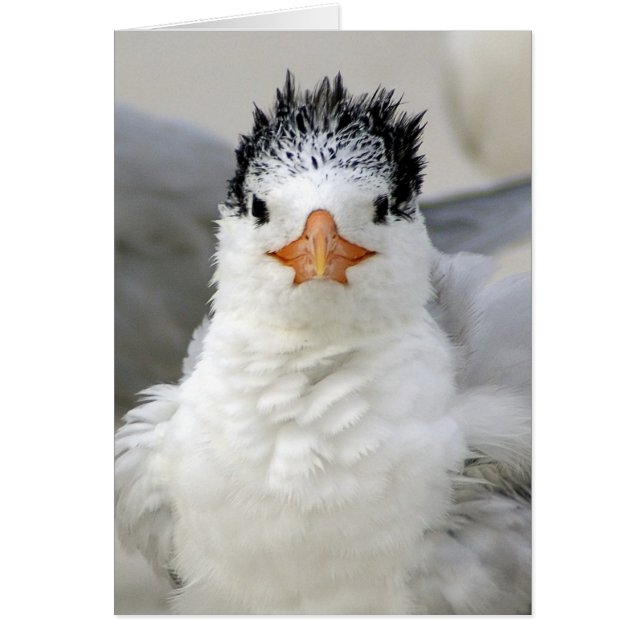 Tern Fluffy (Front)