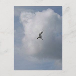 Tern in the Sky postcard