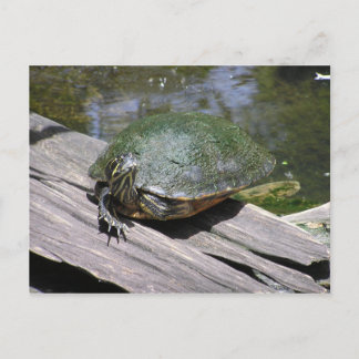 Terrapin Postcard