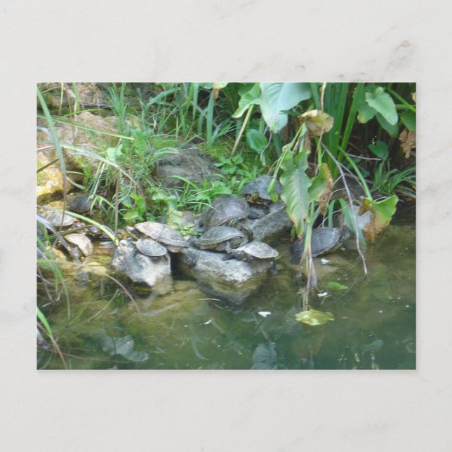 Terrapins, Giardini, Venice Postcard (Front)