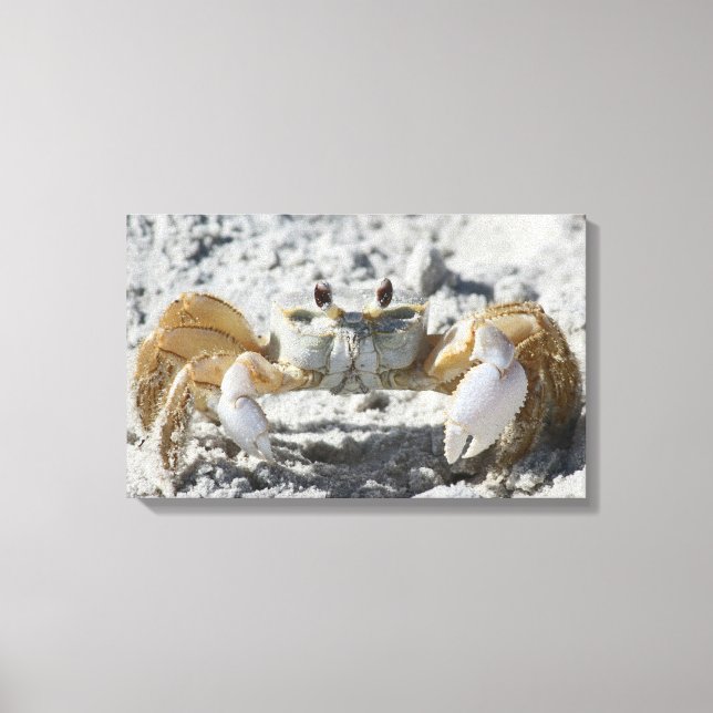 Terrestrial Crab on the Sand Wrapped Canvas (Front)