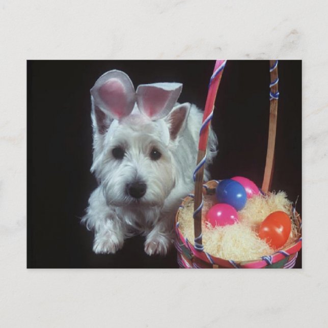 Terrier Bunny - Postcard (Front)