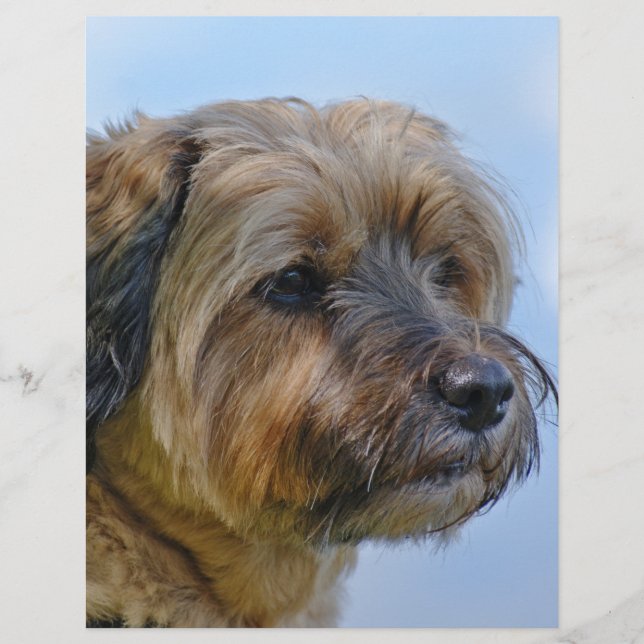 Terrier Design (Front)