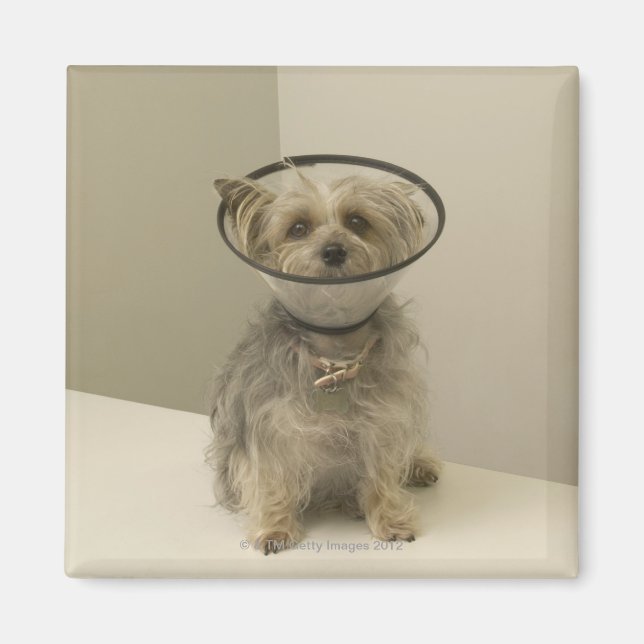 Terrier dog wearing protective collar, close-up magnet (Front)